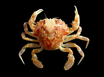 Liocarcinus marmoreus