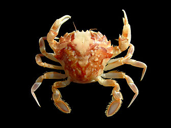 Étrille marbrée (Liocarcinus marmoreus, Leach, 1814). (définition réelle 1 800 × 1 350*)