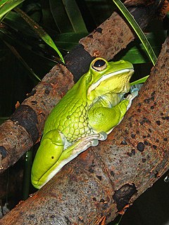 Description de l'image Litoria infrafrenata 01.JPG.