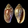 Marginella aurantia N´Gor, Senegal