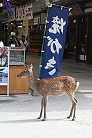 Tame deer wandering the streets of the town of Miyajima, Japan