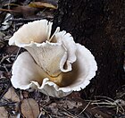 Omphalotus nidiformis