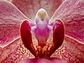 Stacked image of the inner ridge of an orchid blossom