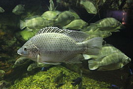 Oreochromis mossambicus