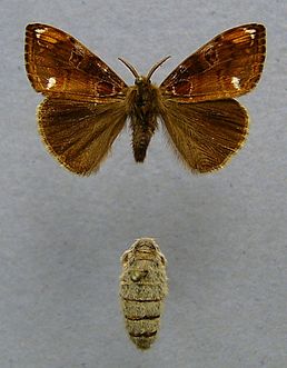 Orgyia recens