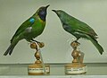 Golden-fronted leafbird and Jerdon's leafbird in National Museum of Ireland - Natural History