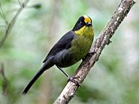 Pale-naped brushfinch