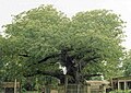 (==Summary== View of Parijat tree in the village of Kintoor, near Barabanki, Uttar Pradesh, India. ==Source== Picture taken by Faiz Haider.)