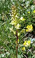 Pedicularis elongata