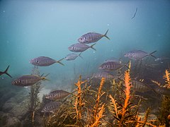 Un banc de Carangues argentées (Pseudocaranx georgianus) dans le golfe de Hauraki