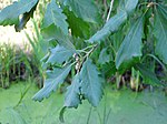 Quercus canariensis, löv.