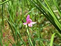 Rose pogonia