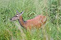 Rotwild ♀ in der Königsbrücker Heide