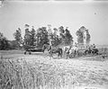 Moisson sur l'aérodrome de Bazenville à l'été 1944. Un Spitfire circule à l'arrière-plan.