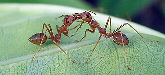 Trophallaxie entre deux ouvrières Oecophylla smaragdina.