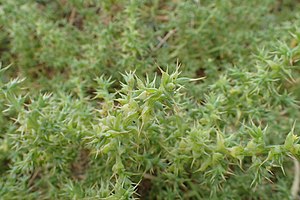 Salsola kali