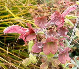 Salvia lanceolata