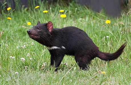 Tazmanya canavarı (Sarcophilus harrisii) veya Tazmanya şeytanı, bir yırtıcı keseli familyası olan keseli sansargiller'den (Dasyuridae) bir hayvan türüdür. Şu anda Dünya üzerinde bulunan en büyük etobur keselidir. Bugün sadece Tazmanya Adasında yaşamaktadır. Anakara Avustralya'da tahminen 14. yüzyıl içerisinde nesli tükenmiştir (Tazmanya Canavarı Koruma Parkı, Taranna, Tazmanya, Avustralya). (Üreten:Noodle snacks)