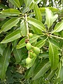 Baby mangoes