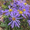 S. grandiflorum: Photo of Symphyotrichum grandiflorum taken 28 October 2020 near Fayetteville, North Carolina, US