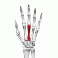Third metacarpal bone of the left hand (shown in red). Animation.