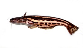 Juovanahkamonni (Trachelyopterichthys taeniatus)