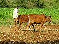 Image 12An Indian farmer with a rock-weighted scratch plough pulled by two oxen. Similar ploughs were used throughout antiquity. (from History of agriculture)