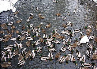 Änder i utloppet vid Långsjön.