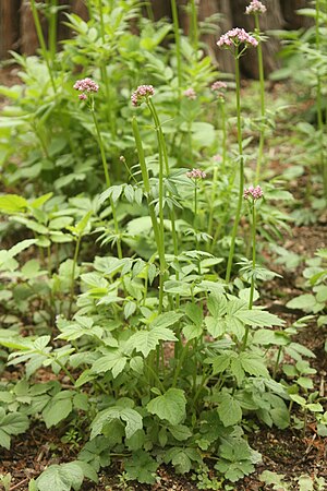 쥐오줌풀(Valeriana fauriei)