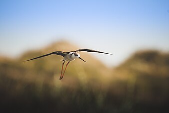 Échasse blanche,Tunisie