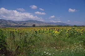 Сончогледи во Пелагонија.