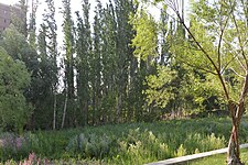 新疆塔城五弦河国家湿地公园内的杨树