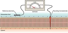 지질 이중층으로 이루어진 세포막을 기준으로 바깥에는 기준 전극, 안쪽인 세포질에는 측정 전극이 삽입되어 있고, 둘 사이에 전압계가 연결되어 전위차를 측정하는 모습이 모식도로 나타내어져 있다.