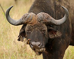 Perched on an African buffalo