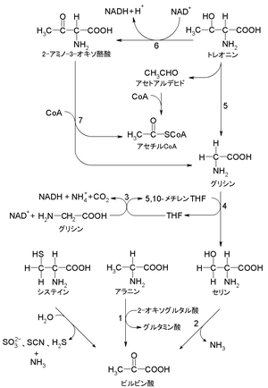 アラニン、グリシン、システイン、セリン、トレオニンのピルビン酸への分解経路。