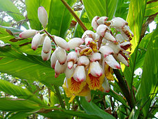 Alpinia zerumbet