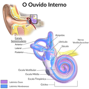 Anatomia da orelha interna