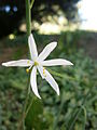 Anthericum liliago close-up flower