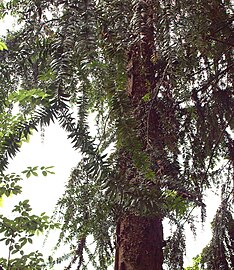 Mature trunk detail