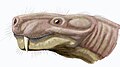 Arctognathus