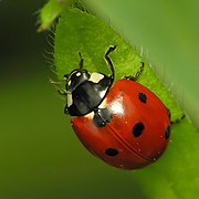 Coccinella septempunctata (Coccinellidae)