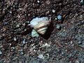 Exemplar vivo de Bayerotrochus midas, fotografado em Florida Keys.