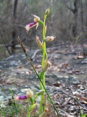 Calochilus robertsonii