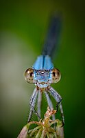 Damselfly head