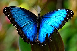 眼蝶亞科的黑框藍閃蝶 Morpho peleides