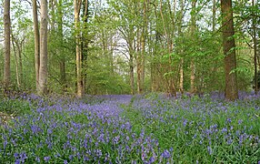 Les Jacinthes d'avril au bois de Ghlin dans la province de Hainaut.