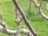 Momie de diptère mort tête en bas accroché sur un rameau de pommier. Un point noir sur chaque aile.