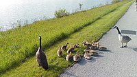 Family of Canada geese at Lake Arlington
