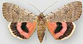 Catocala concumbens pink underwing