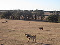Cattle graze adjacent to the Connally Memorial Medical Center.